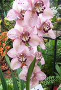 Image of Orchids in Medellin, Colombia