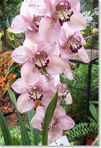 Image of Orchids, Medellin, Colombia